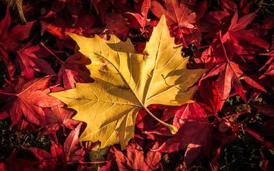 gelbes Herbstblatt vor roten Blättern