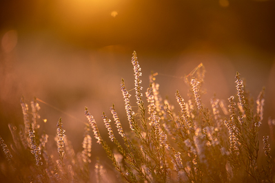 Heideblüte in der Lüneburger Heide im Gegenlicht