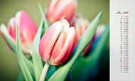 Postkartenkalender 2015, Tulpen, Mai