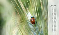 Postkartenkalender 2015: Marienkäfer (Juni)