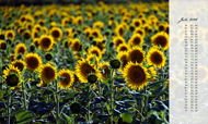 Postkartenkalender 2015: Sonnenblumen (Juli)