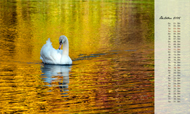 Postkartenkalender 2015: Schwan und spiegelndes Herbstlaub (Oktober)