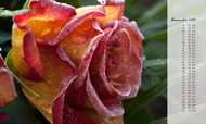Postkartenkalender 2015: Winterrose (Dezember)