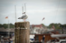 denmark 8047
