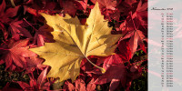 11 November