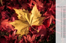 11 November