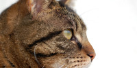 Kater