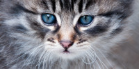 katze 