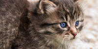 katze 1