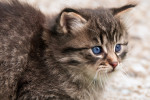 katze 1