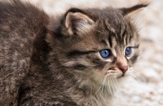 katze 1