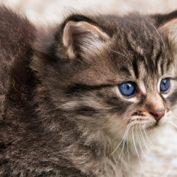 katze 1 katze 1