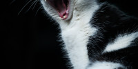 katze 1776