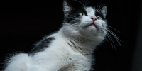 katze 1784