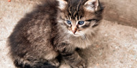 katze 1 2