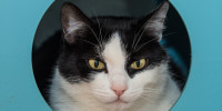 katze 7789