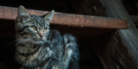 katze 7944