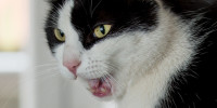 katze  3