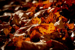 herbst 0682