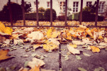 herbst 8394