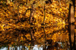 herbst 8535