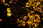 herbst 8581