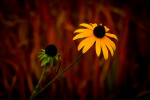herbst 9225