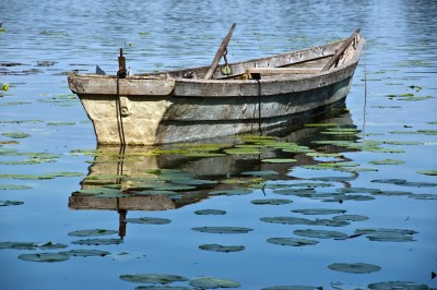 Ruderboot Seerosen