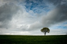 baum 2652