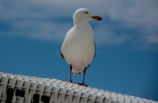 nordsee 172