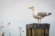 nordsee 4332