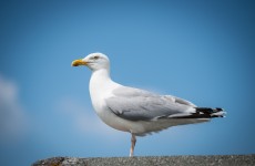 nordsee 4408