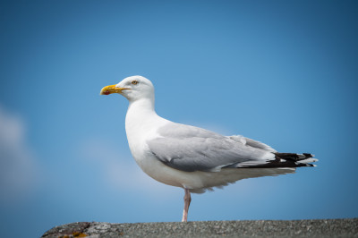 Möwenfotografie geht immer Möwenfotografie geht immer