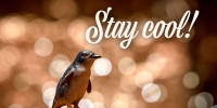 Pinguin