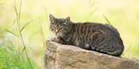 katze 2929