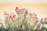 blumen 3661 1606
