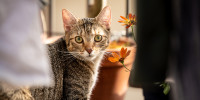 cat 0142