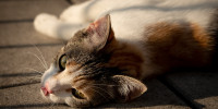 cat 0386