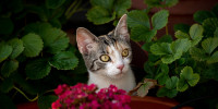 cat 0394