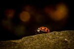 herbst 2974