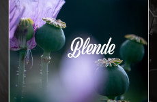 blende