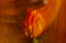 ICM Foto Blüten