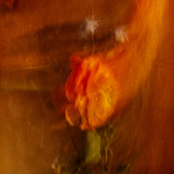 ICM Foto Blüten ICM Foto Blüten