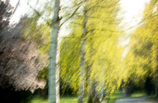 ICM Foto Birkenallee