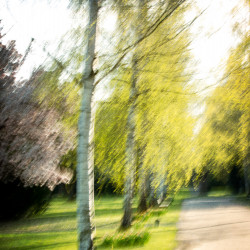 ICM Foto Birkenallee ICM Foto Birkenallee