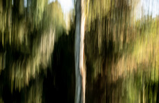ICM Foto Birkenallee