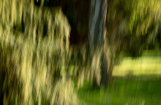 ICM Foto Weide