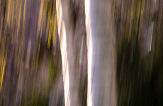 ICM Foto Birkenallee