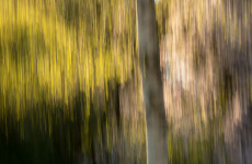 ICM Foto Birkenallee