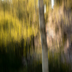 ICM Foto Birkenallee